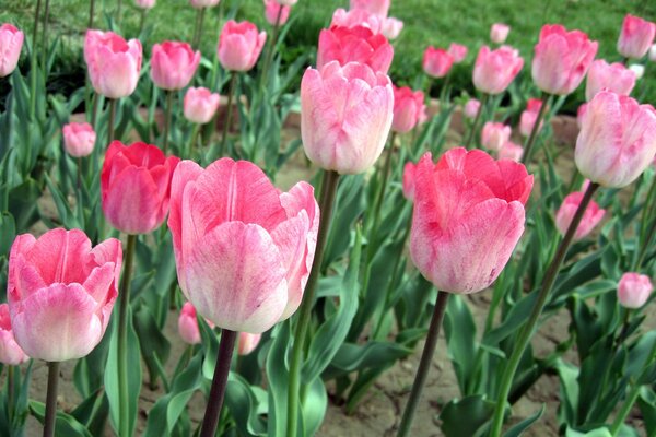 Tulipes roses étonnantes sur le champ