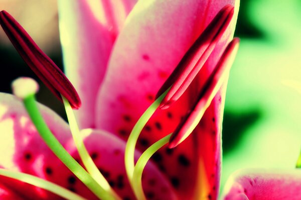 Flor con pétalos ojos de artista