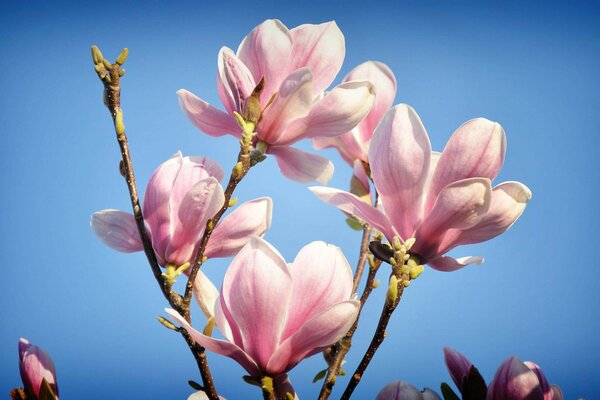 Primavera en el sur de Magnolia en color