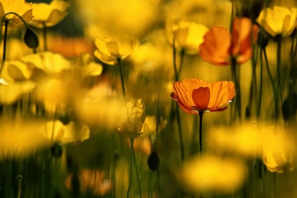 Amapolas amarillas y naranjas con brotes sin abrir