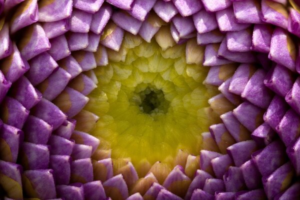 Chrysanthemenblume durch die Augen des Künstlers