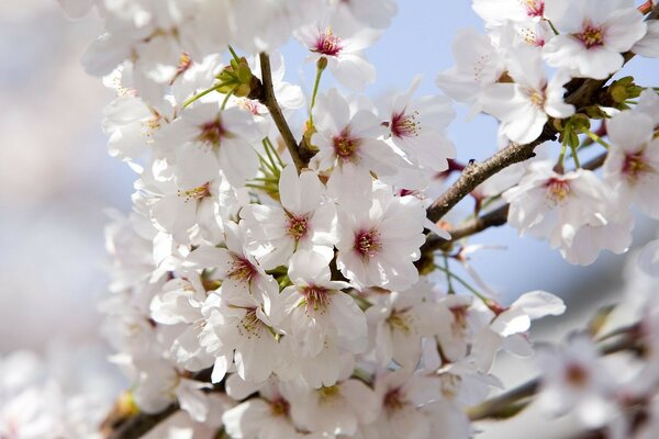 Apfelblüten auf einem Ast