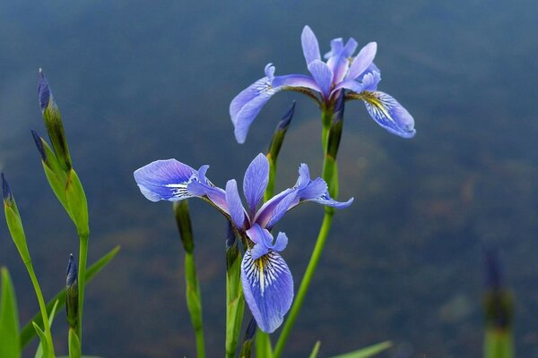 Flores de iris en la superficie del agua