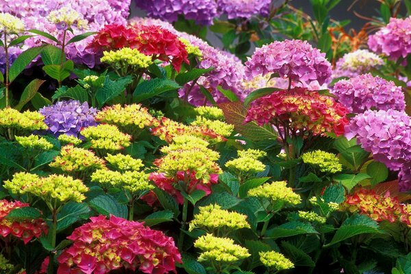 Beautiful flowers on a flower bed in the garden