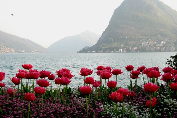 Orilla del río con tulipanes y hermosas montañas