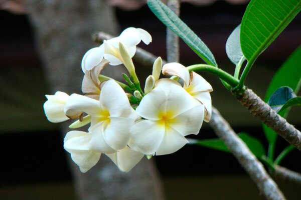 White orchid in the forests of Thailand