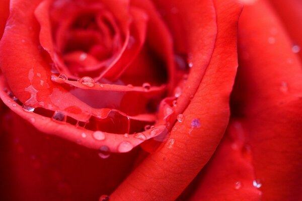 La photo montre une belle rose sanglante