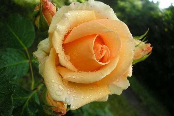 Doux bourgeon de rose jaune avec de la rosée