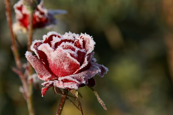 Herbstblume der erste Frost