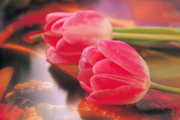 Tulipes rouges. Photo délicate de fleurs