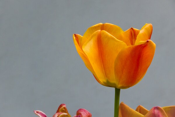 Tulipes pour la tendresse et l amour en vacances