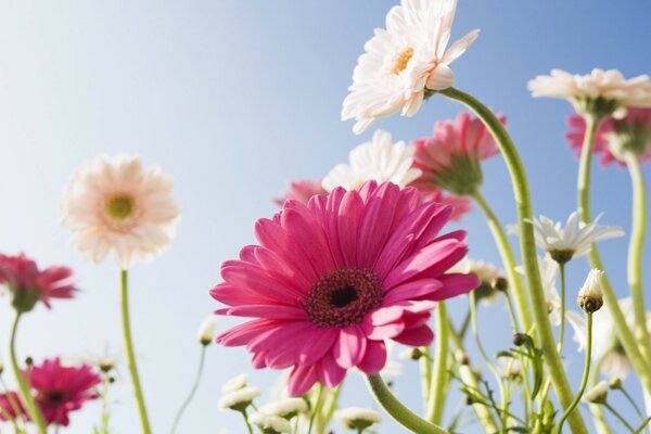 The sunny color falls on the beautiful gerberas