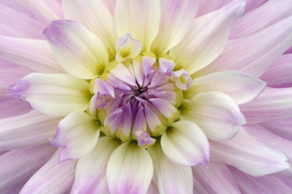 Petals of a bud of purple gheornina