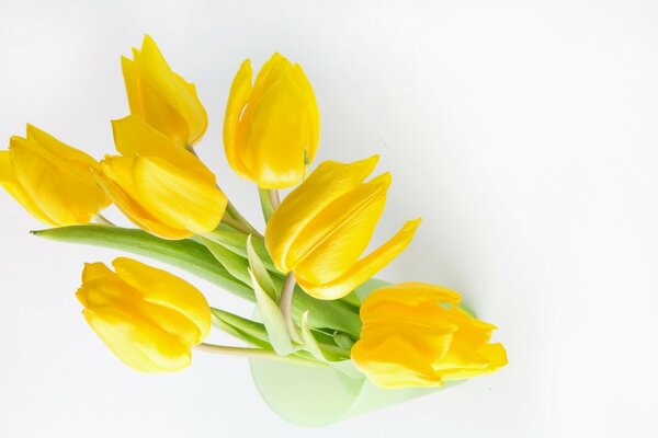 Bouquet of yellow tulips on a white background