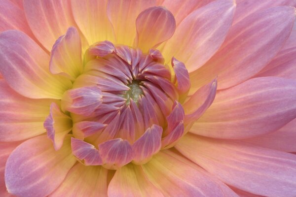 Bourgeon florissant de Dahlia lilas