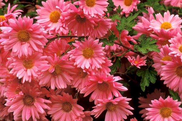 Chrysanthème rose vif avec des feuilles