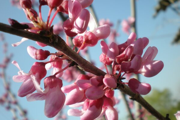 A branch with small pink flowers