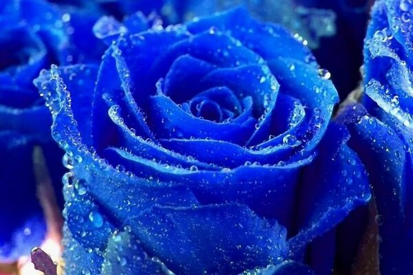 Rosa azul en gotas de rocío