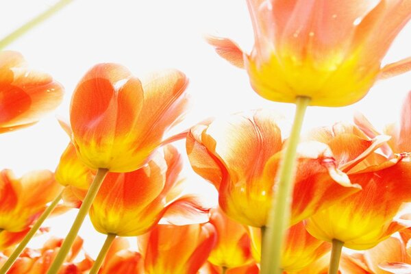 Orange bright flowers on a white background