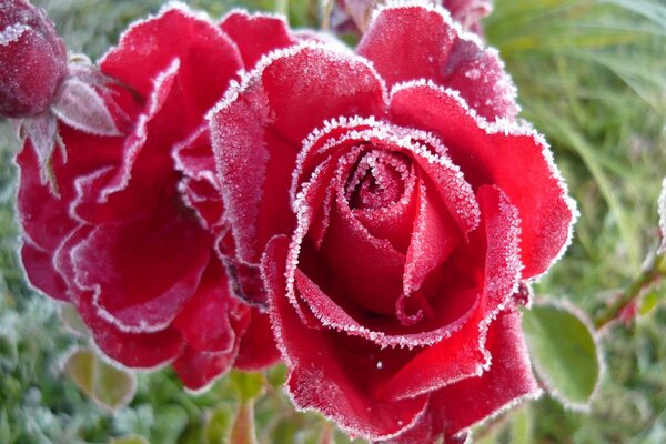 Gelo sui fiori di una rosa cespuglio