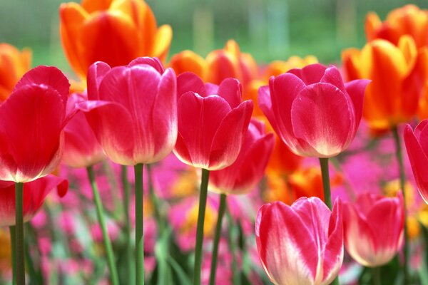 Das Reich der Tulpen im Frühling