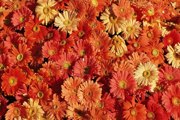 Flower carpet made of daisies