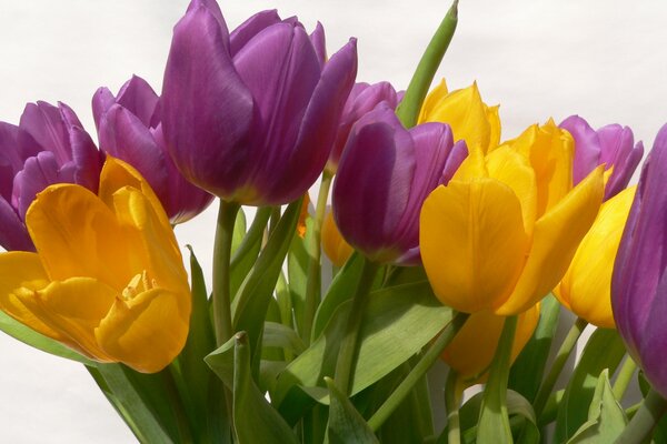 Die frühesten Blumen: Tulpen