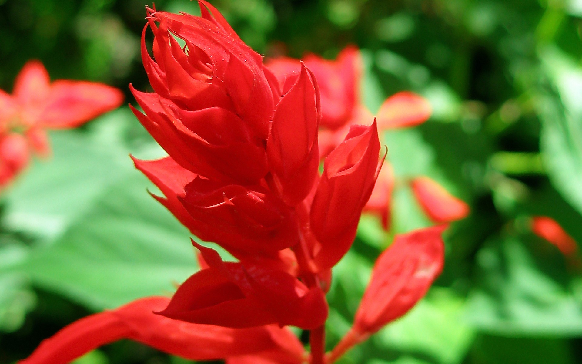 fleurs plante rouge