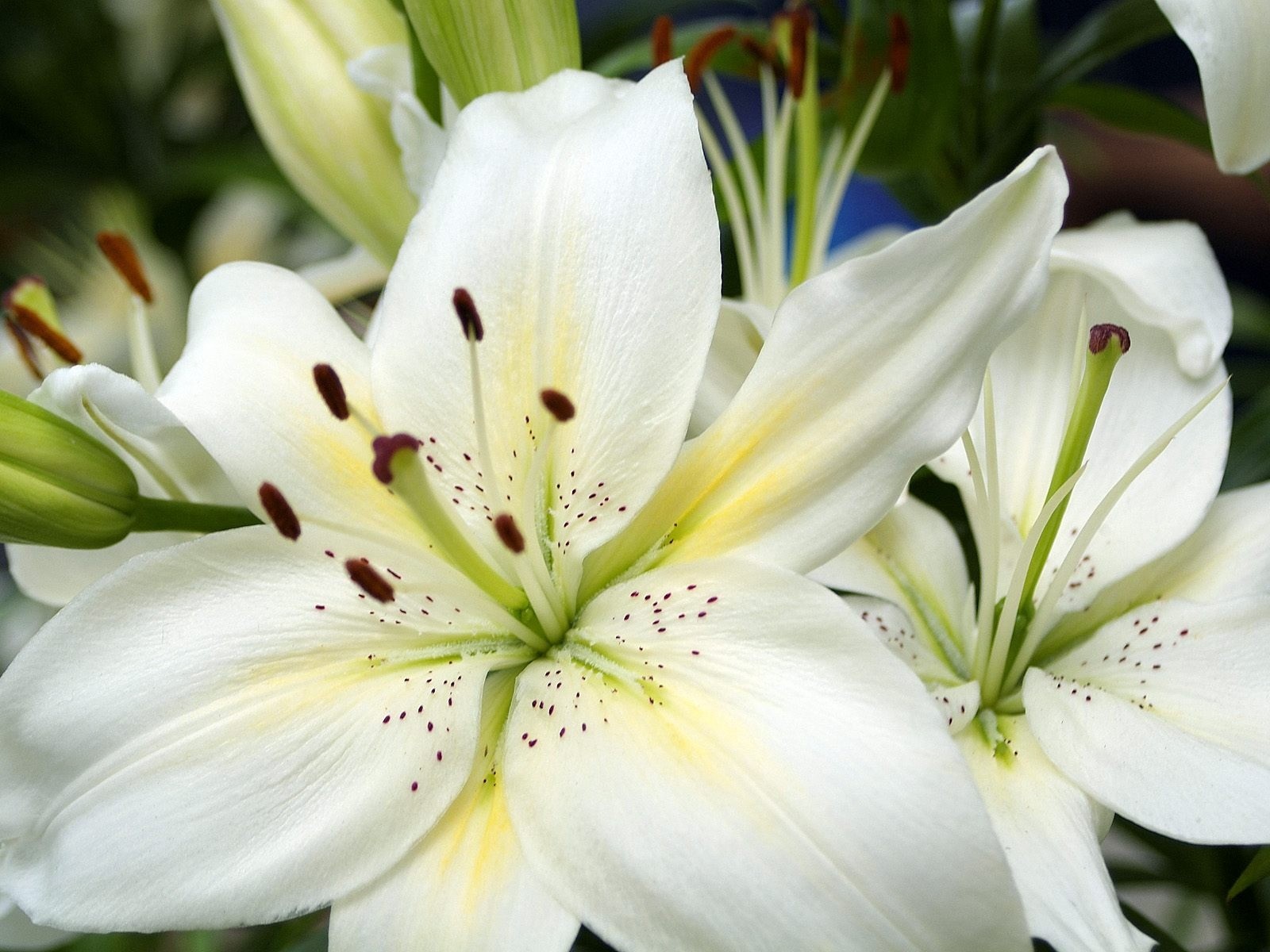 fiore giglio bianco