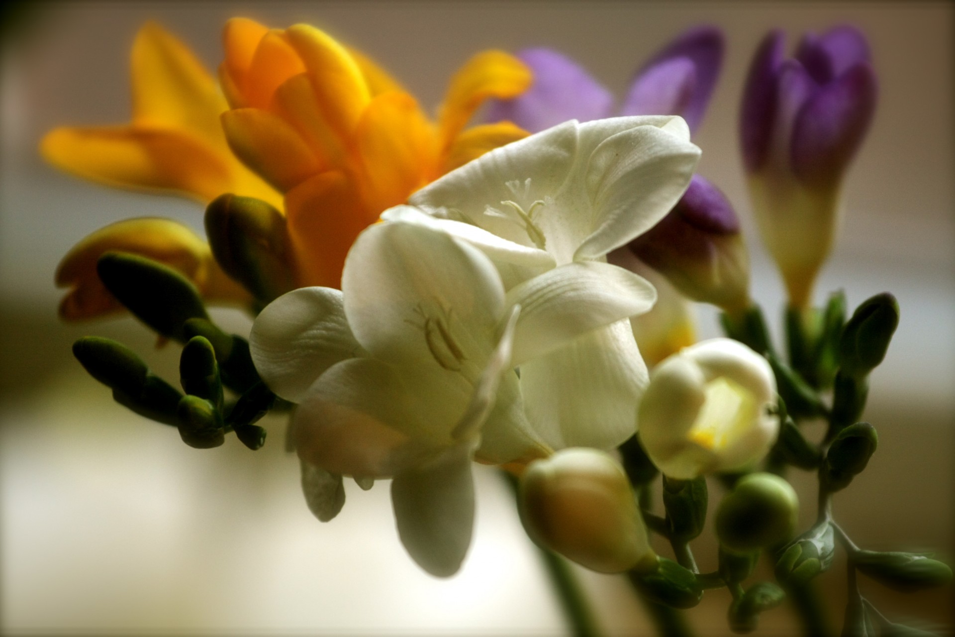 fiori colori delicati giallo bianco viola mactro