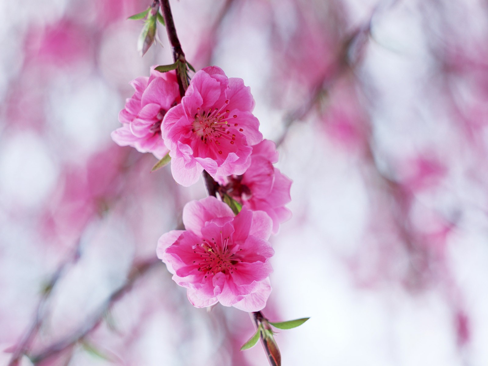 flower pink bloom branch