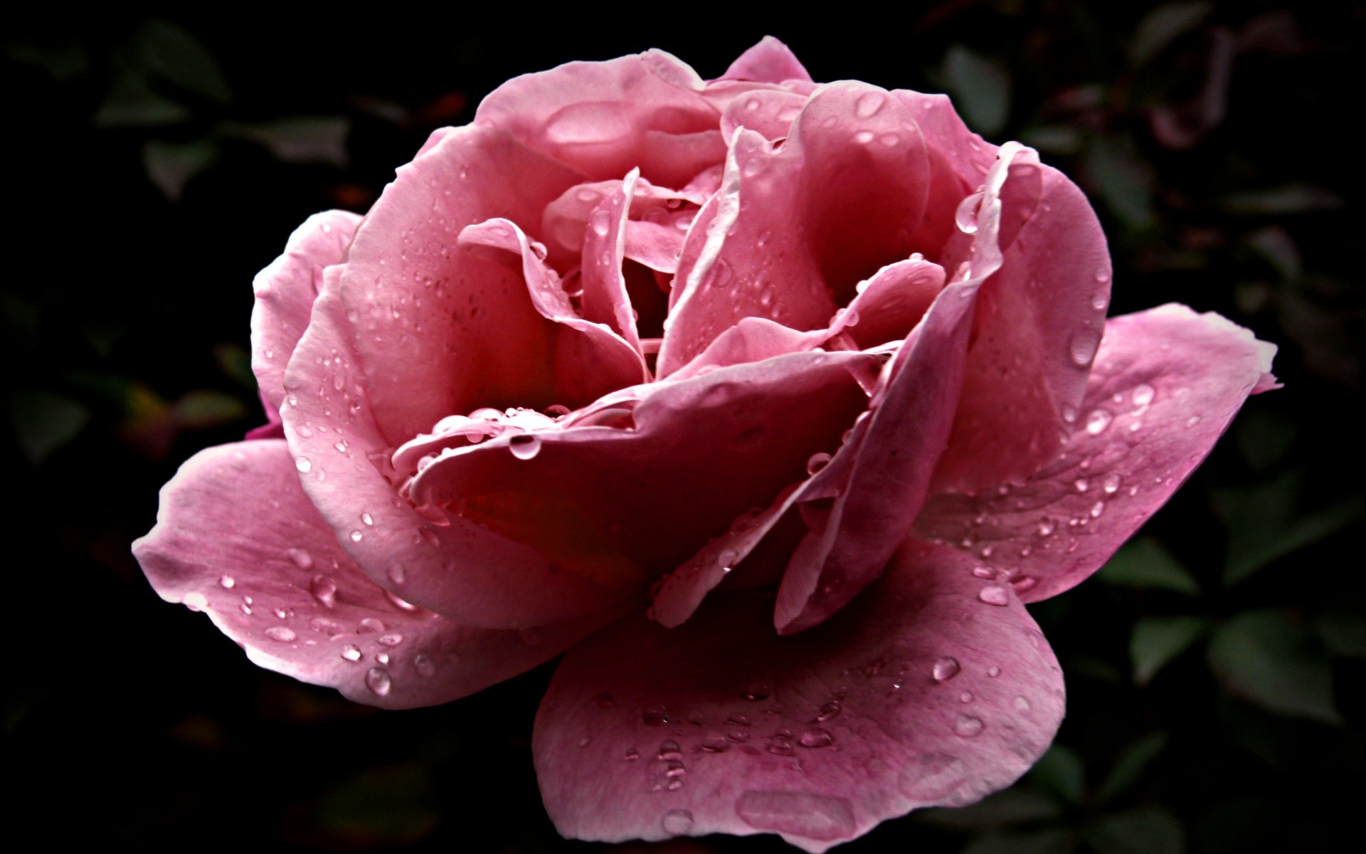 blume tau tropfen blütenblätter rosa