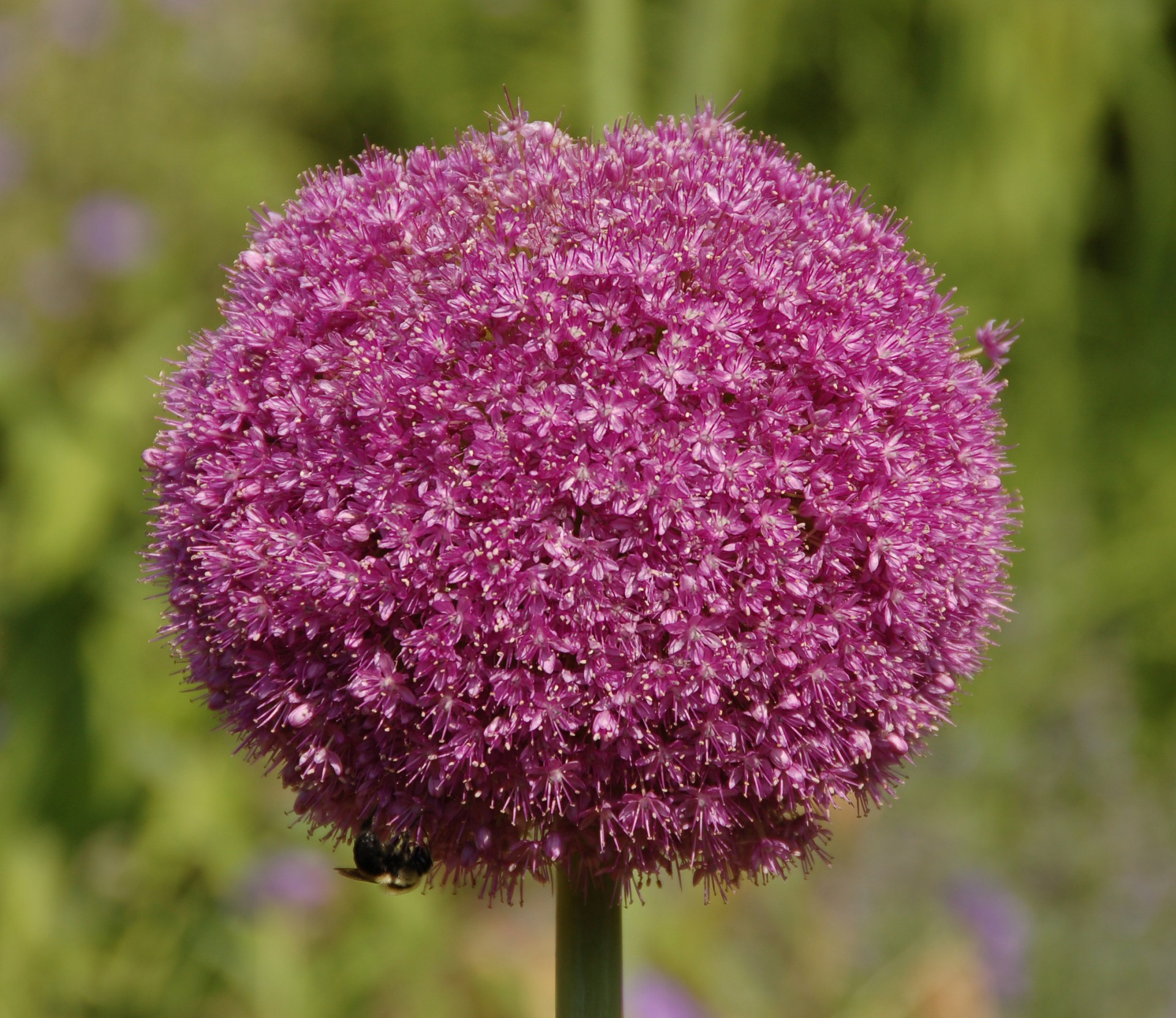 flor abeja turquesa