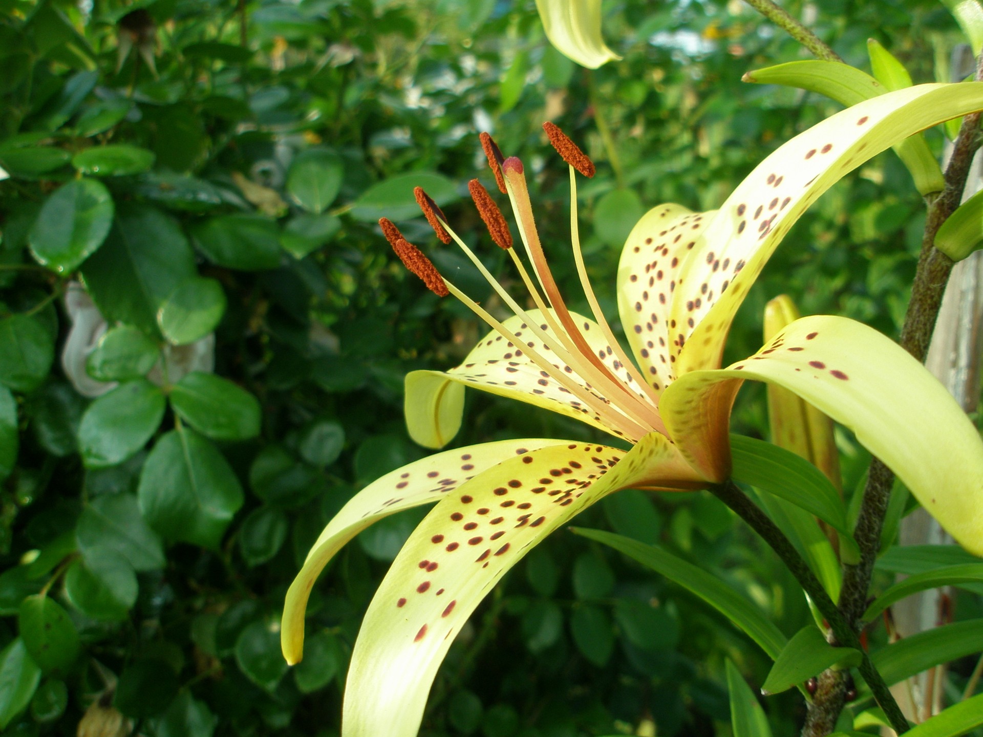 blumen datscha lilie