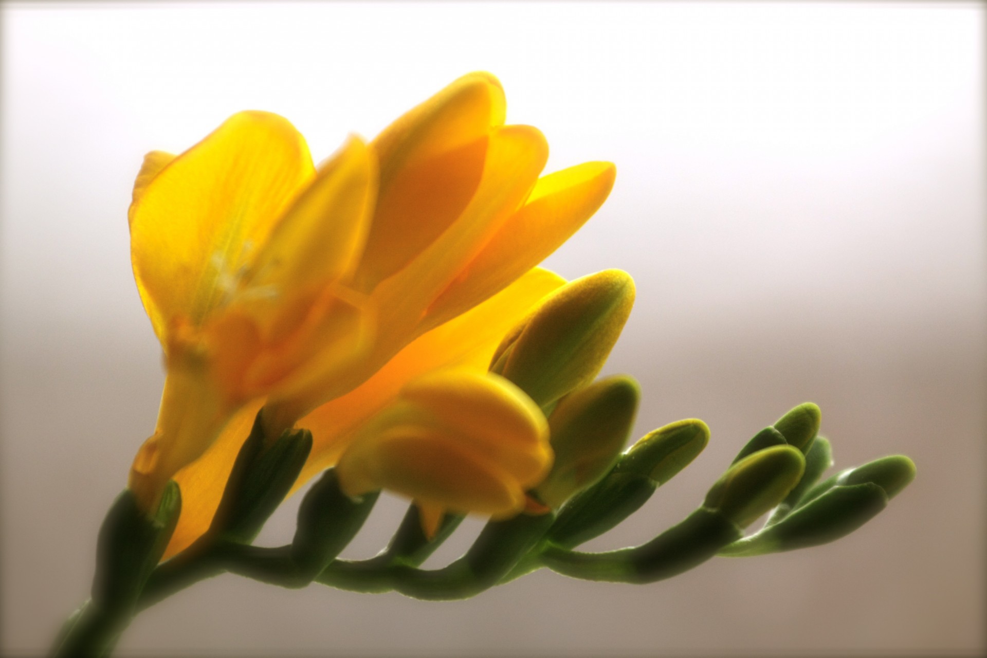 flower yellow orange close up