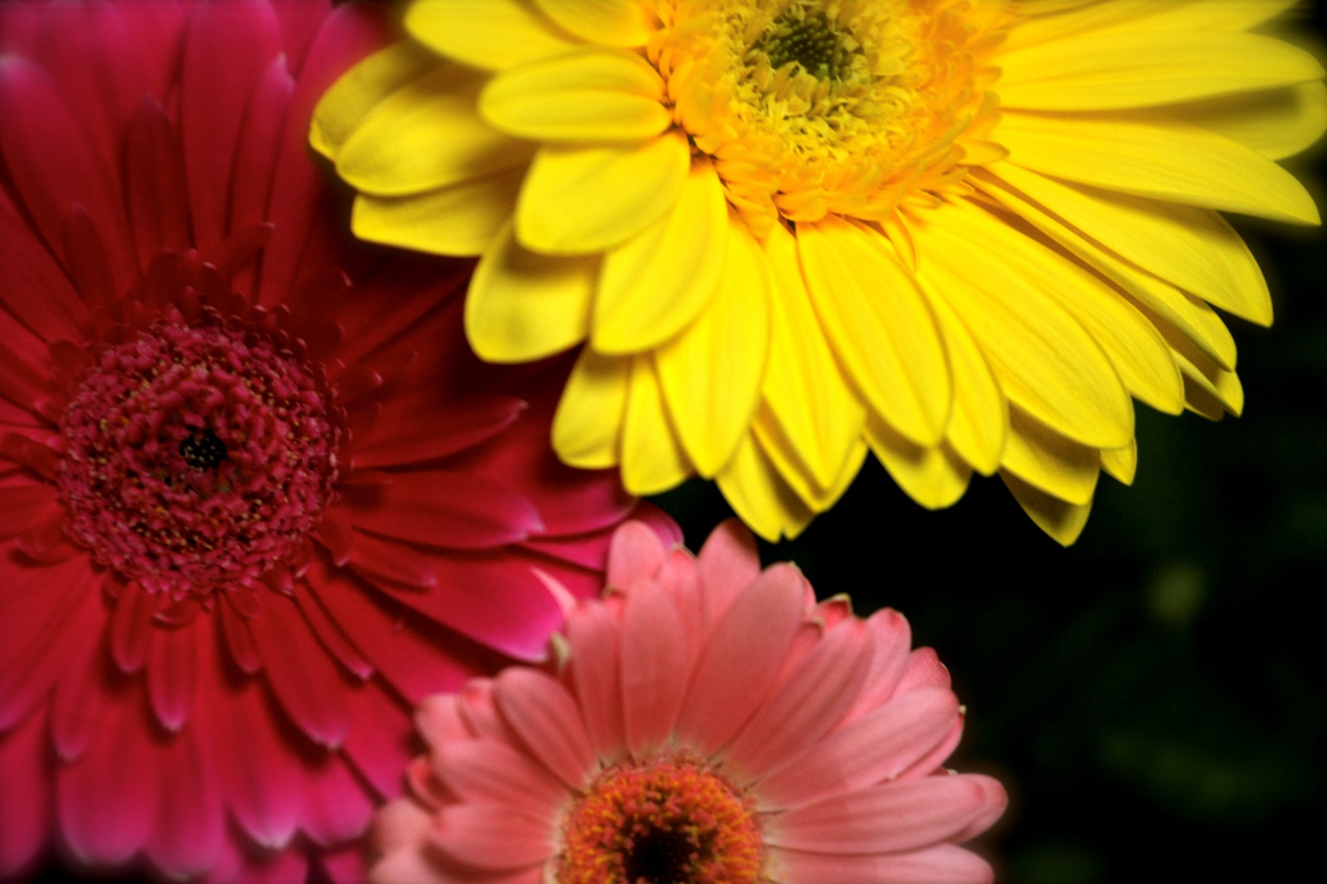 gerberas flores rosa amarillo