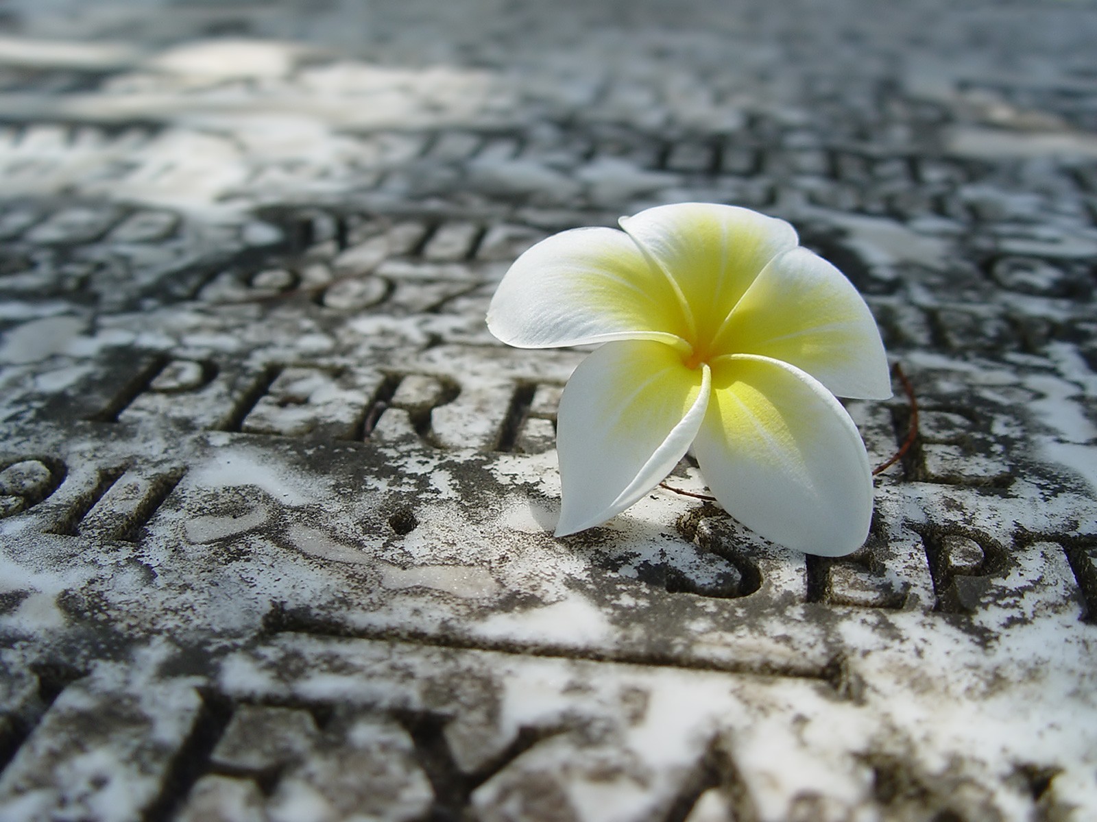 plumeria jaune dalle de pierre inscription gros plan éraflures