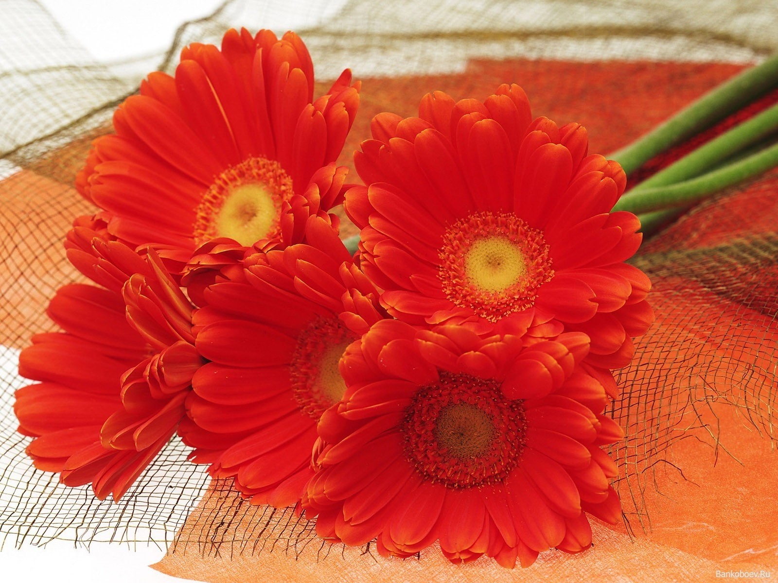 gerbera bouquet orange beauté