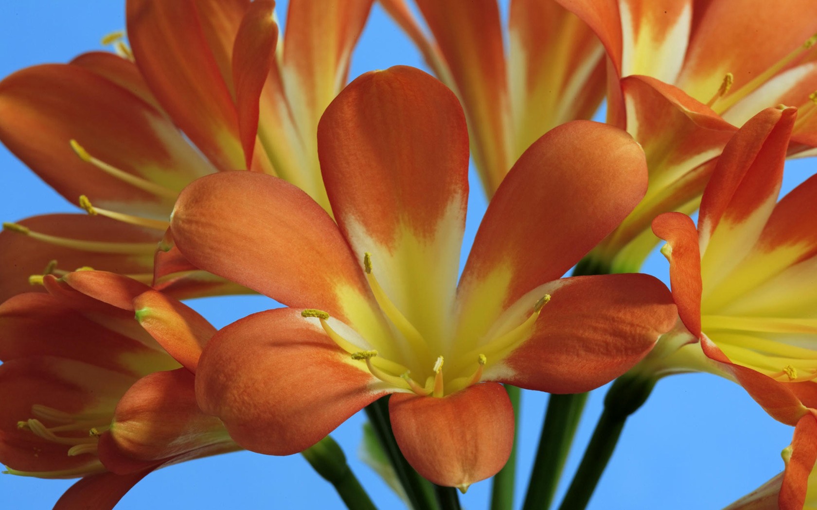 flor rojo macro clivia