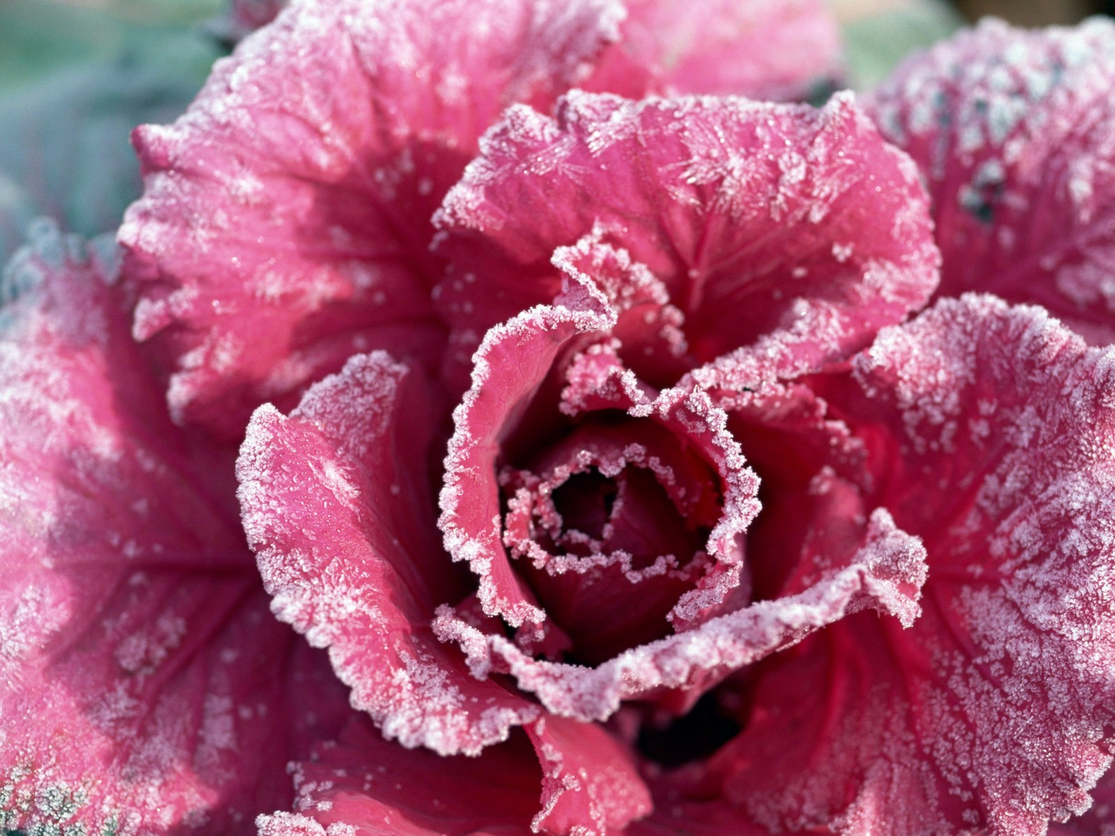 close up rose petals flower bud