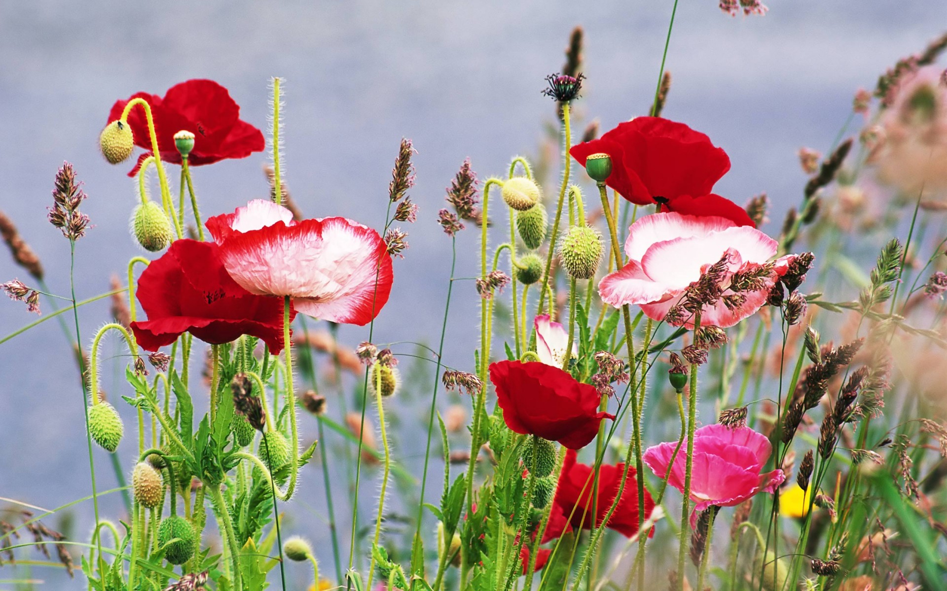 flores verano amapolas hierba