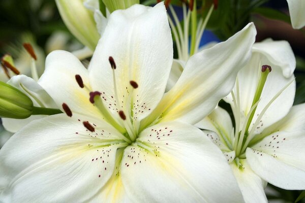 Flor blanca como tú