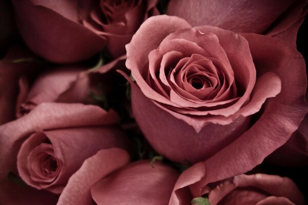 Hermosas rosas de color rosa oscuro