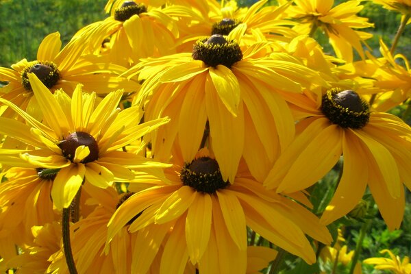 Flowers in nature at grandma s