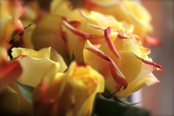 Blumenstrauß aus gelben schönen Rosen