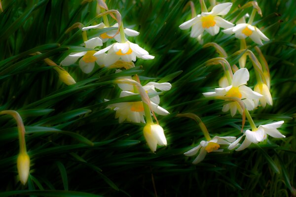 Daffodils spring flowers, connection with nature