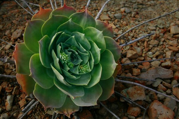 The flower of the Ochitok takes root well on stony soil