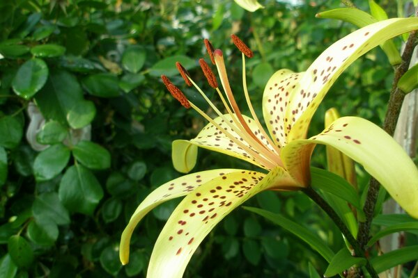 Hermoso lirio amarillo en la naturaleza