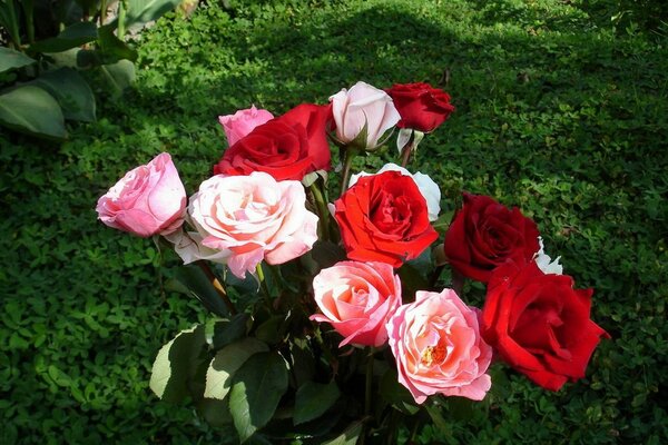 Bouquet de roses rouges et roses sur fond vert