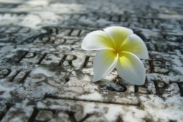 Plumeria solitaria en una losa de piedra fría